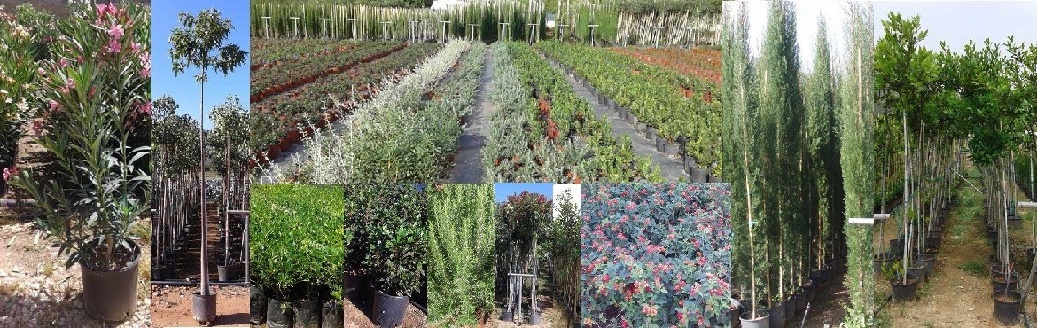 Φυτώριο Χονδρικής Πώλησης Κωνοφόρων Θάμνων Δένδρων Αρωματικών
