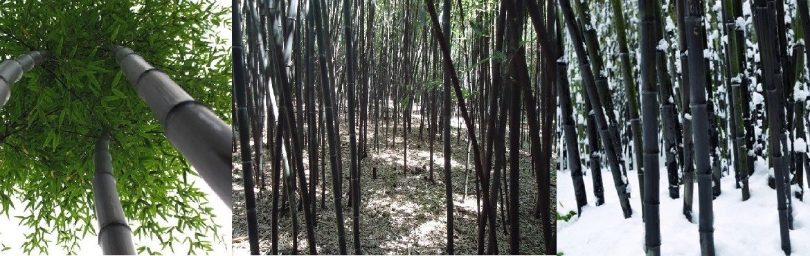 Phyllostachys Nigra Εντυπωσιακά Φυτά Bamboo με μαύρα καλάμια