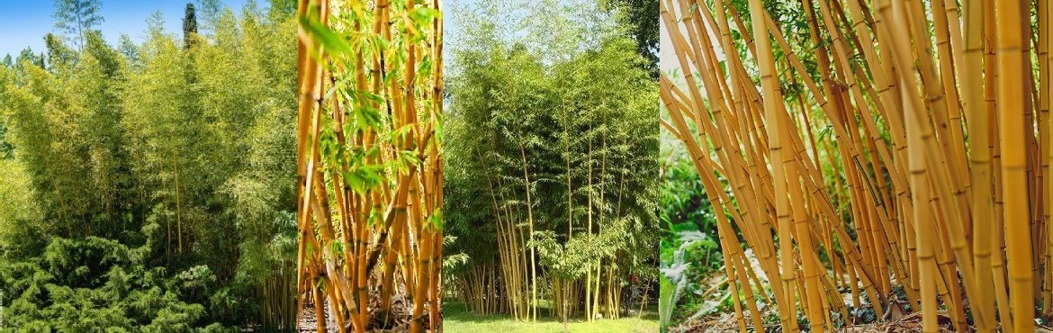 Phyllostachys Vivax Aureocaulis is a timber bamboo Best prices