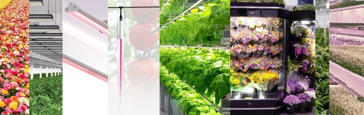 Led Plants Lighting Systematization of Agricultural Cultivation